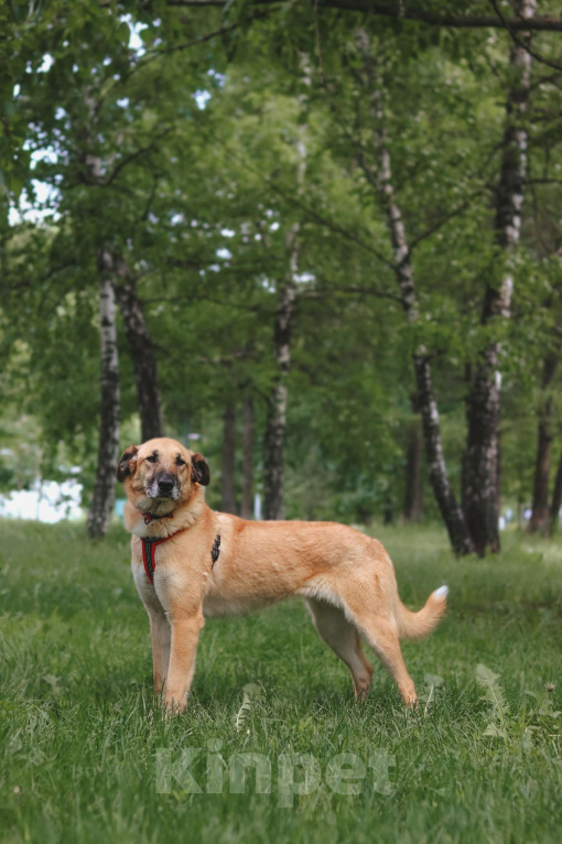 Собаки в Москве: Ласковая умница Эльза ждет хозяев Девочка, Бесплатно - фото 3
