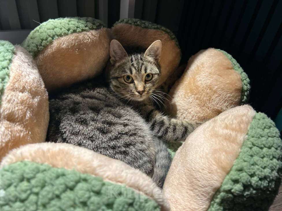 Кошки в Москве: Малыш Квант Мальчик, Бесплатно - фото 1