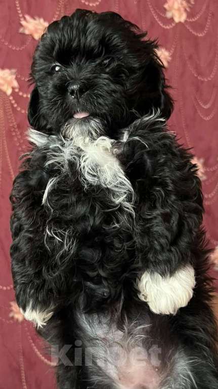 Собаки в других городах Курской области: Щенки ШИПУ  Девочка, 15 000 руб. - фото 10