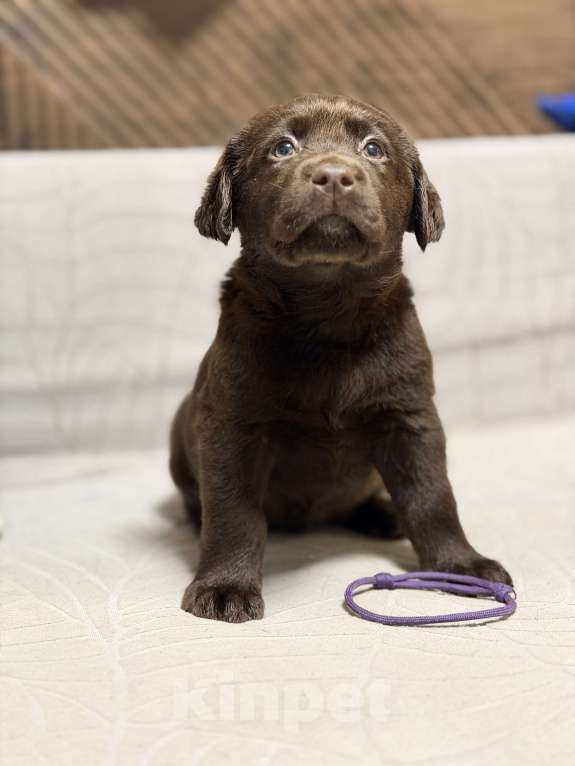 Собаки в других городах Московской области: Шоколадный щенок лабрадора Мальчик, 100 000 руб. - фото 2