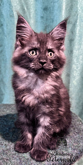 Девулечка куночка 