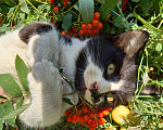 Кошки в Дзержинском: Отдам Котят в добрые руки Мальчик, 1 руб. - фото 8