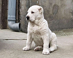 Собаки в Сочи: Щенки среднеазиатской овчарки, 40 000 руб. - фото 2