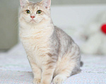 Кошки в Орлове: Голубое золото котик, 45 000 руб. - фото 5
