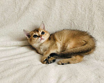 Кошки в Колпашево: Котик шотландец, 15 000 руб. - фото 4