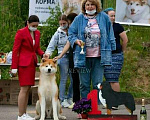 Собаки в Ярославле: Акита ину Мальчик, 10 руб. - фото 4