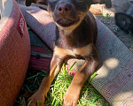 Собаки в Ступино: Шоколадное чудо, девочка  Девочка, 10 000 руб. - фото 1