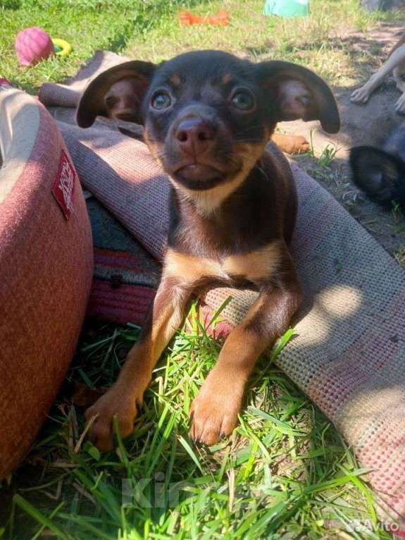 Собаки в Ступино: Шоколадное чудо, девочка  Девочка, 10 000 руб. - фото 1