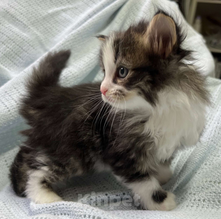 Кошки в Ногинске: Котенок девочка в добрые руки Девочка, Бесплатно - фото 1