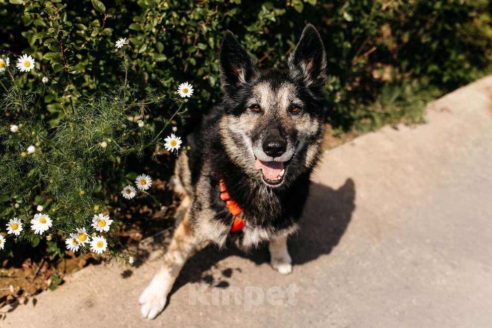 Собаки в Москве: Удивительная Крис ищет дом Девочка, Бесплатно - фото 7