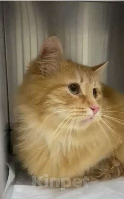Кошки в Москве: Роскошный пушистый рыжий кот Рокс ищет дом Мальчик, 1 руб. - фото 2