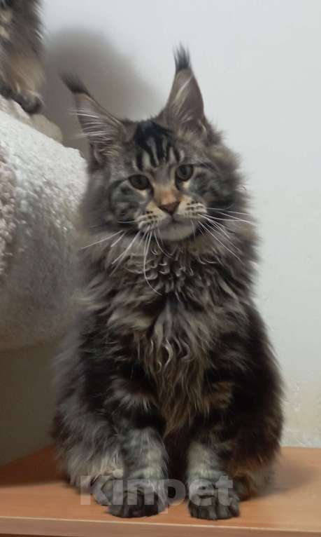 Кошки в Севастополе: Котёнок мейн-кун Мальчик, 55 000 руб. - фото 1