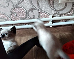Кошки в других городах Московской области: Котята в добрые руки Разнополые, Бесплатно - фото 6