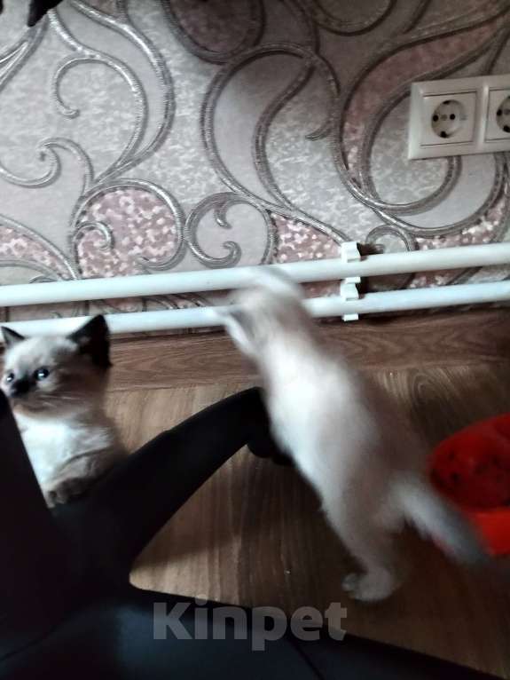 Кошки в других городах Московской области: Котята в добрые руки Разнополые, Бесплатно - фото 6
