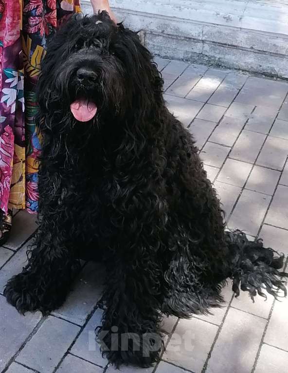 Собаки в Самаре: Русский Черный Терьер- это для души! Мальчик, 45 000 руб. - фото 3