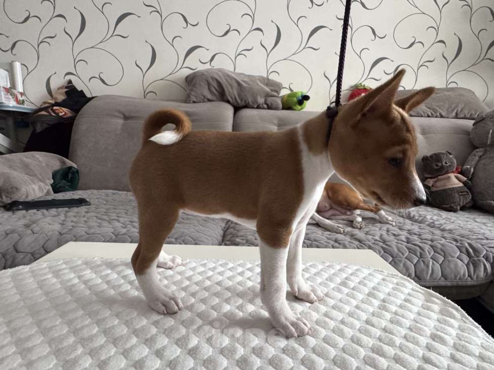 Собаки в Ангарске: Щенки басенджи Девочка, 65 000 руб. - фото 2