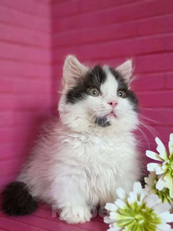 Кошки в Москве: Манчкины два мальчика короткие лапки Мальчик, 35 000 руб. - фото 3