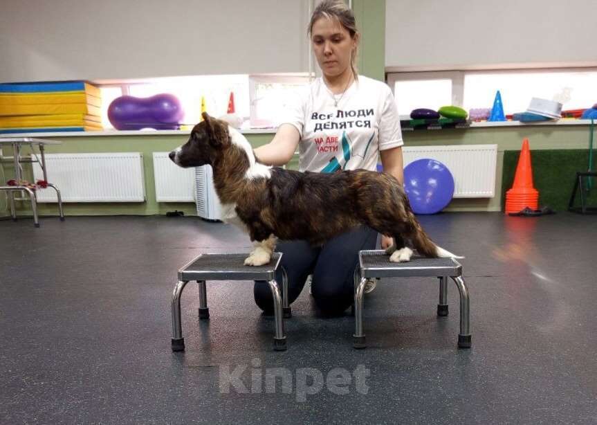 Собаки в Санкт-Петербурге: Великолепный щенок вельш-корги кардиган Мальчик, 50 000 руб. - фото 2