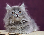 Кошки в Барнауле: Котик Юкотан💙 Мальчик, Бесплатно - фото 6
