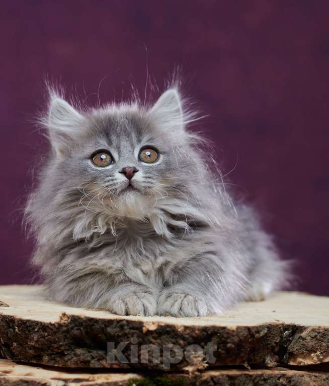 Кошки в Барнауле: Котик Юкотан💙 Мальчик, Бесплатно - фото 6