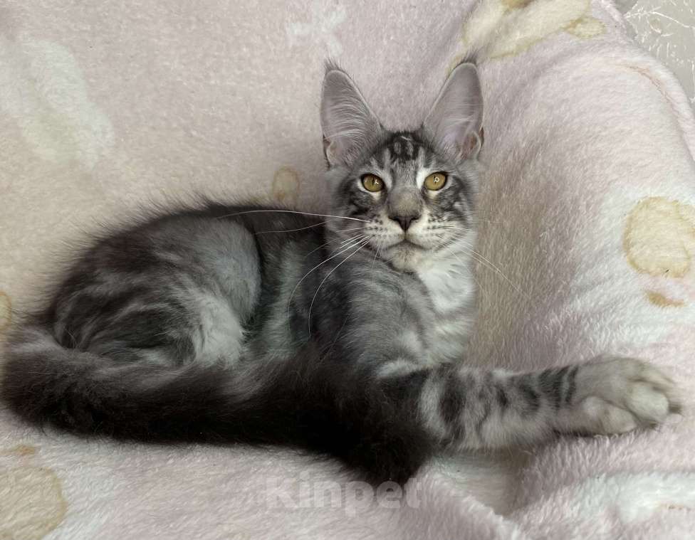 Кошки в Дмитрове: Черный серебристый мраморный мальчик мейн кун Zhak Мальчик, 30 000 руб. - фото 2