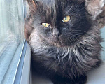 Кошки в Москве: черно-серый котенок Шэдоу ищет дом Девочка, Бесплатно - фото 3