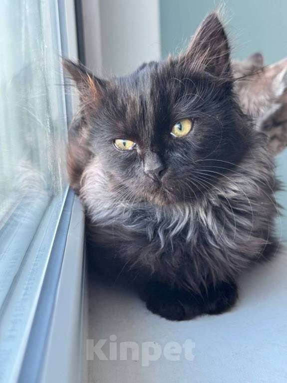 Кошки в Москве: черно-серый котенок Шэдоу ищет дом Девочка, Бесплатно - фото 3