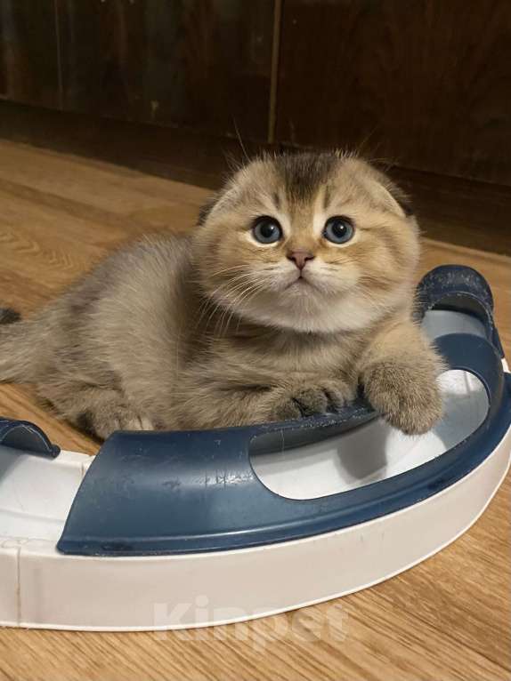 Кошки в Москве: Ясон Мальчик, 45 000 руб. - фото 3