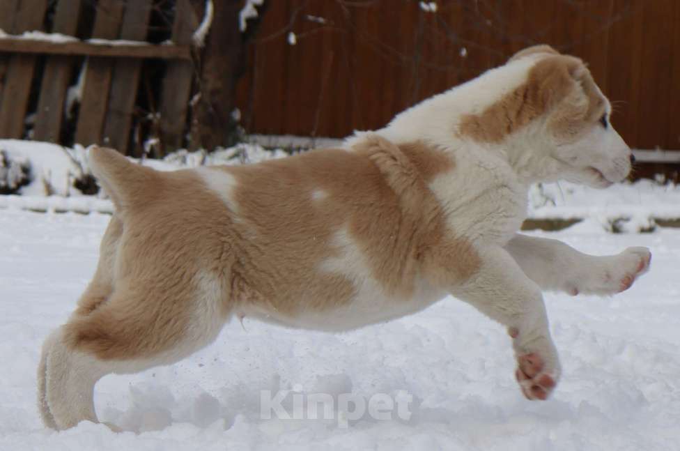 Собаки в Краснодаре: Щенок САО Мальчик, 35 000 руб. - фото 3