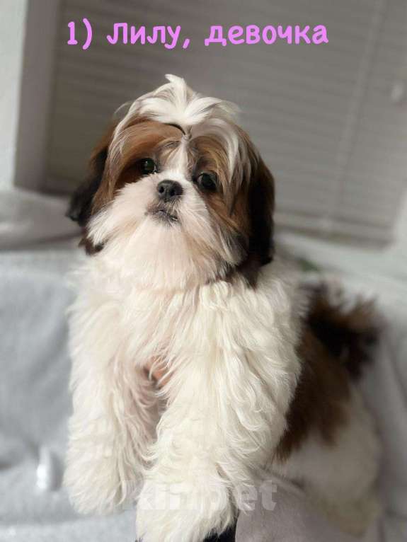 Собаки в Краснодаре: Щенок ши-тцу с родословной. Щенки ши-тсу Девочка, 35 990 руб. - фото 2