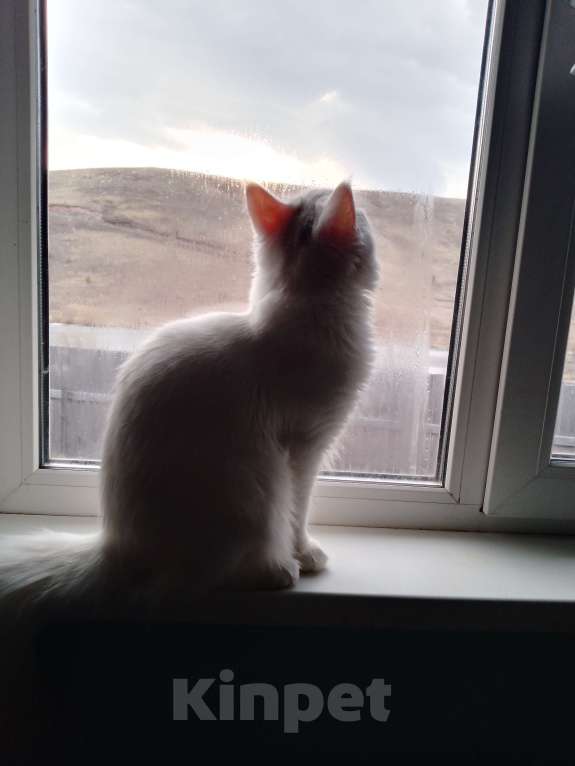 Кошки в других городах Красноярского края: !!!Потерялась кошка Полли!!!  Девочка, Бесплатно - фото 4