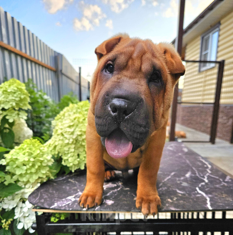 Собаки в других городах Московской области: Шарпей, щенок шарпея Мальчик, 60 000 руб. - фото 2