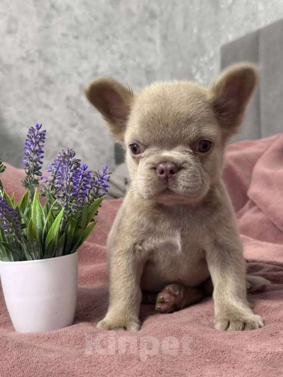Собаки в Санкт-Петербурге: Французский бульдог флаффи щенок Девочка, 70 000 руб. - фото 2