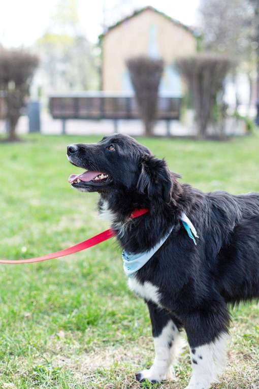 Собаки в Москве: Злата, метис бордер-колли Девочка, Бесплатно - фото 4