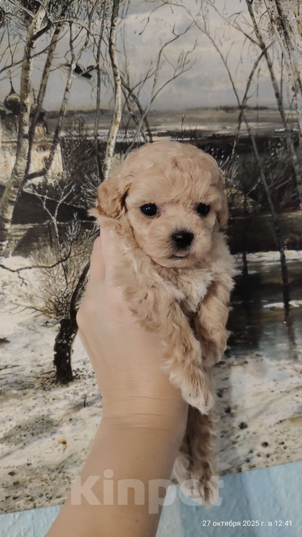 Собаки в Мытищах: Пушон бишпу Девочка, 180 000 руб. - фото 2