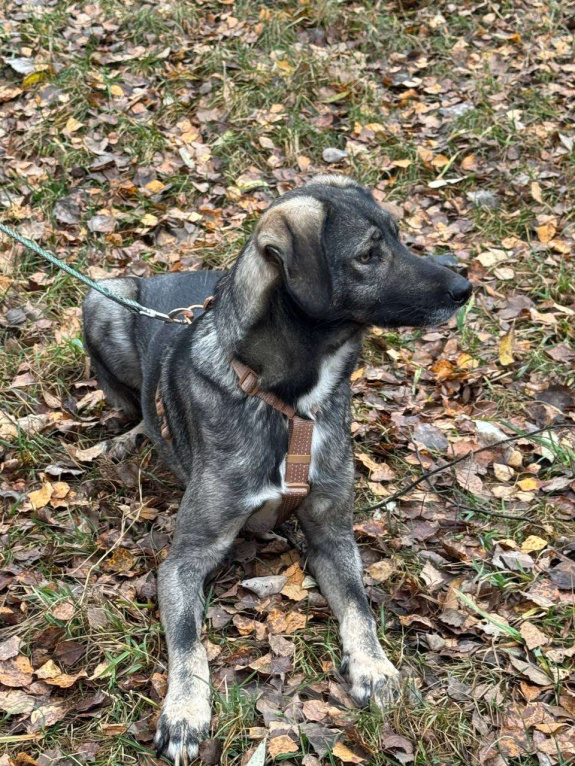 Собаки в Москве: Степа Мальчик, Бесплатно - фото 4