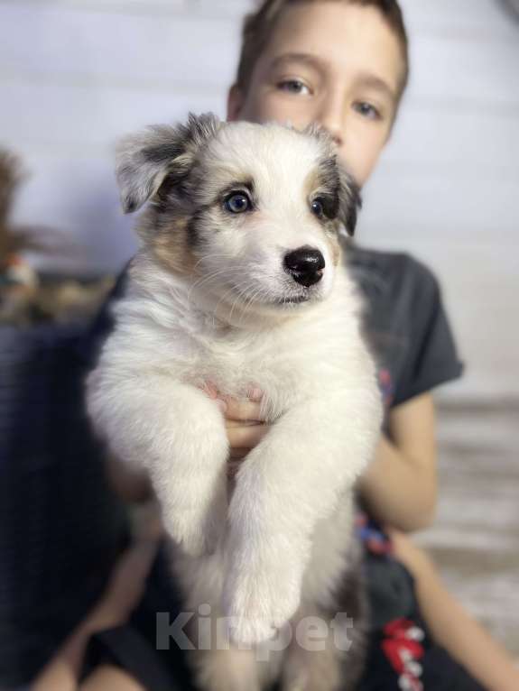 Собаки в других городах Московской области: Щенки Австралийской овчарки (Аууси) Мальчик, 80 000 руб. - фото 1