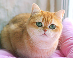 Кошки в Москве: Роскошная золотая британская кошечка Девочка, 15 000 руб. - фото 1