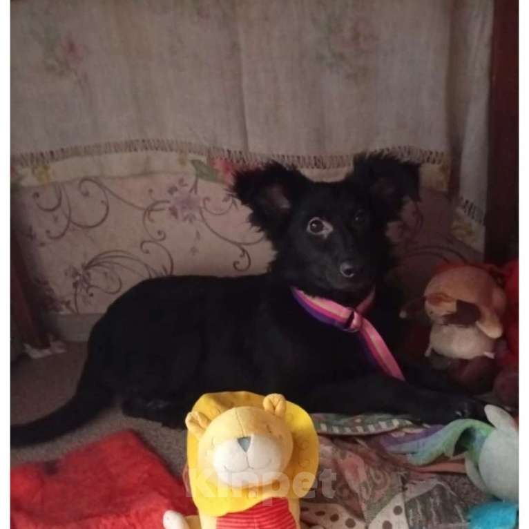 Собаки в Казани: Щенок Девочка, Бесплатно - фото 1