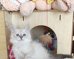 Кошки в Новосибирске: ♀️Ol'kha   Девочка, 45 000 руб. - фото 1