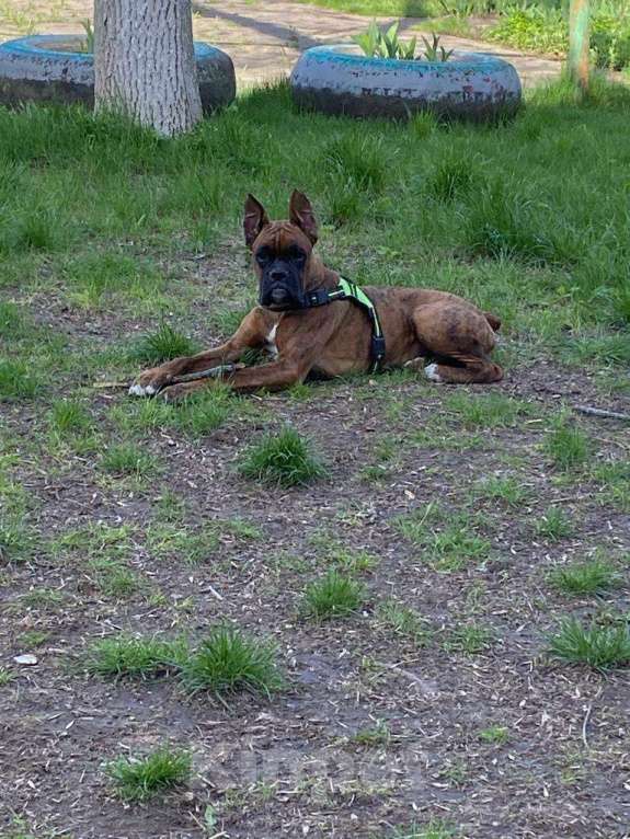 Собаки в Таганроге: Помогите найти сабаку он очень для нас важен Мальчик, 1 руб. - фото 2