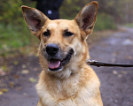 Собаки в Балашихе: Золотая семейная Оливия 3,5г из приюта Девочка, Бесплатно - фото 5