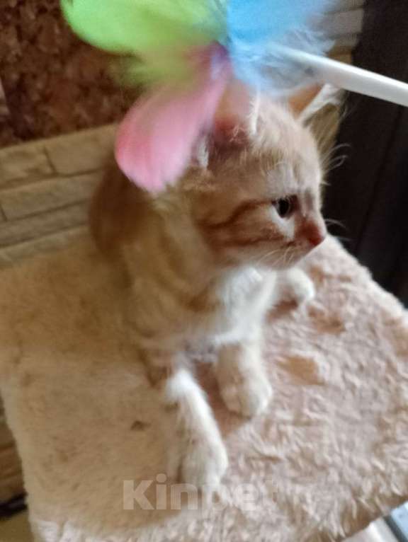 Кошки в Москве: Рыжего котенка в дар Мальчик, Бесплатно - фото 2