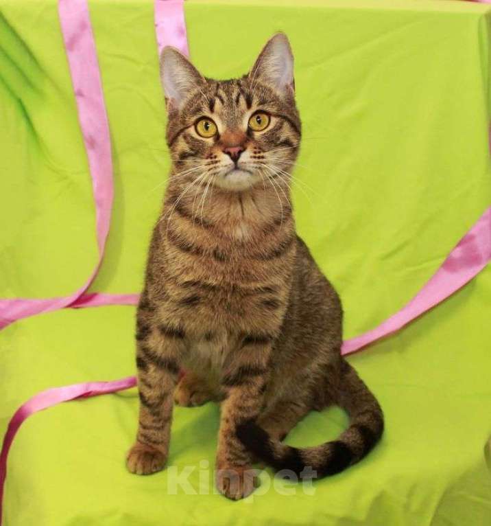 Кошки в Москве: Сима — сладкий пряник. Молодая кошечка в добрые руки. Девочка, Бесплатно - фото 3