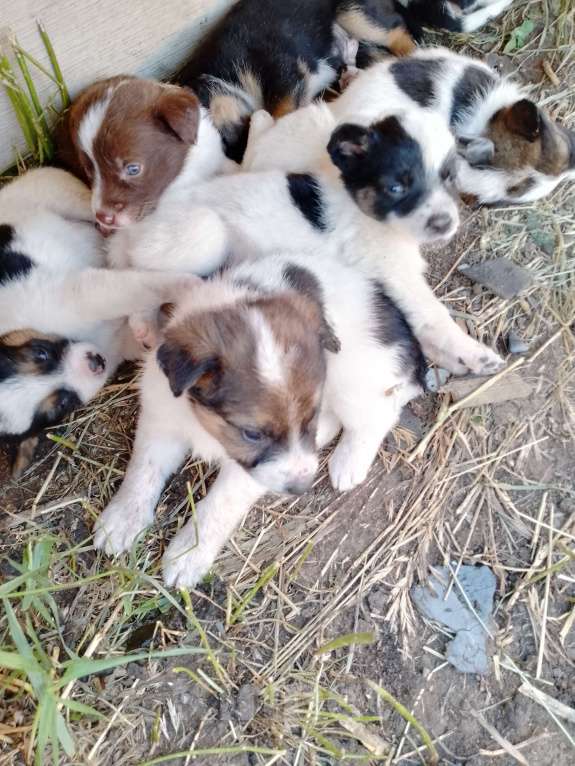 Собаки в Иркутске: Отдам щенков Мальчик, Бесплатно - фото 3