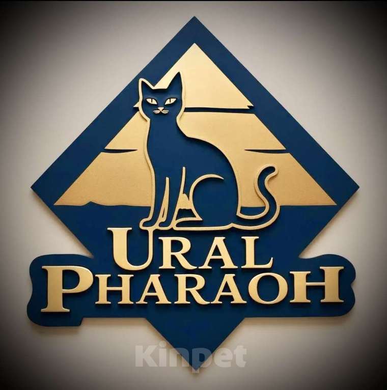 Кошки в Екатеринбурге: Клубные котята Европейской бурмы Мальчик, Бесплатно - фото 4