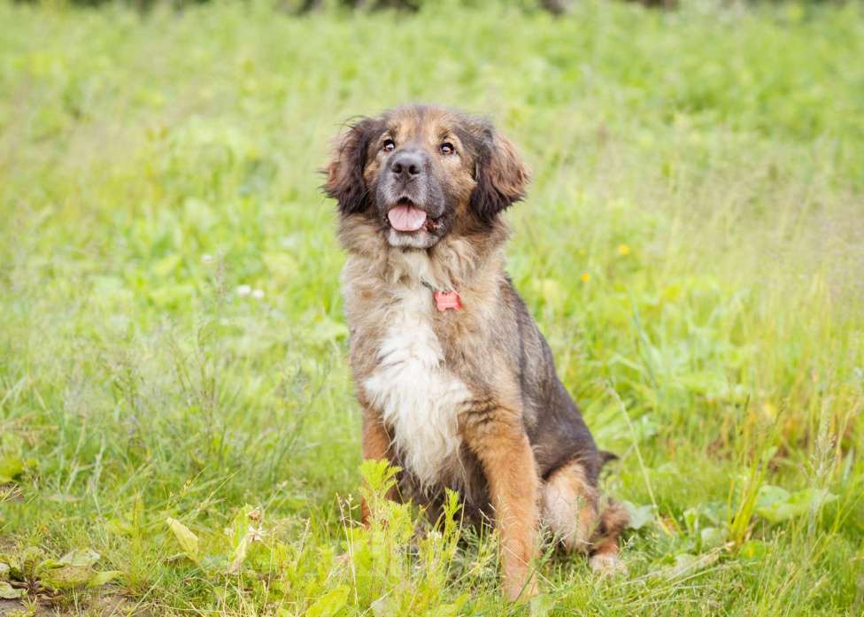 Собаки в Москве: Метис спаниеля в добрые руки, небольшая девочка Девочка, Бесплатно - фото 8