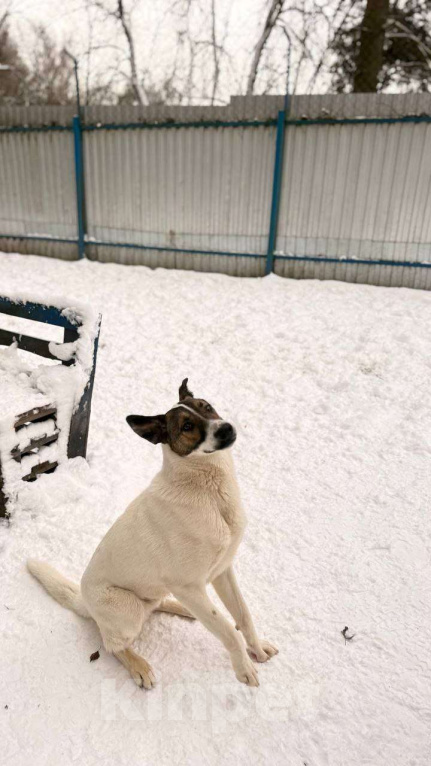 Собаки в Москве: Пес Тиба ищет дом! Мальчик, Бесплатно - фото 7