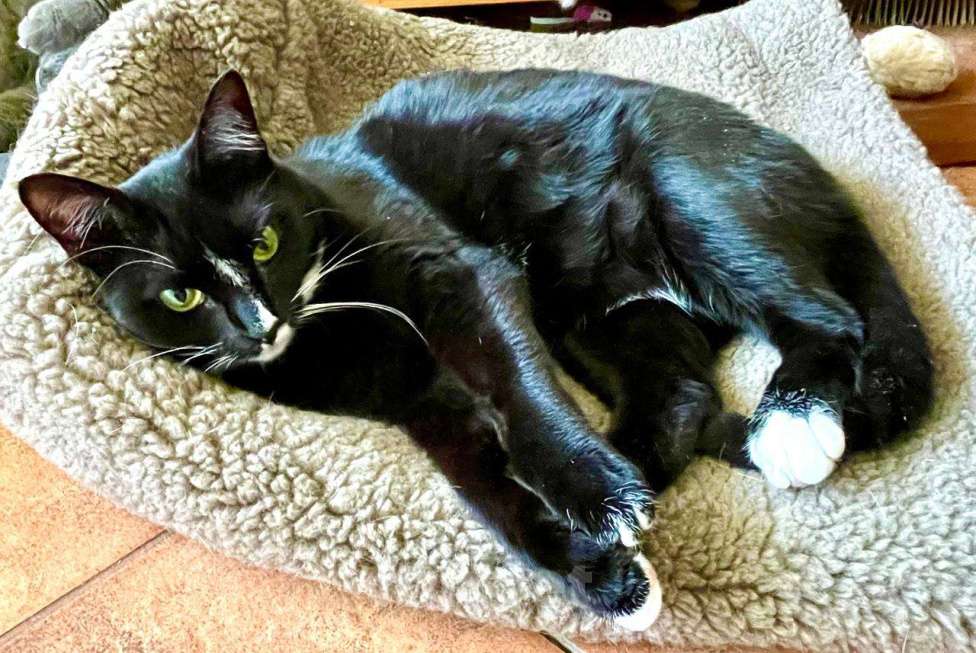 Кошки в Москве: Шарошка, зеленоглазая красавица Девочка, Бесплатно - фото 9