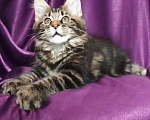 Кошки в Балашихе: Котята Мейн-Куна Девочка, Бесплатно - фото 2